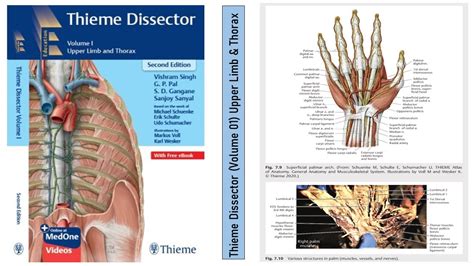 thieme dissector